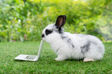 Wall Mural - Tiny cuddly rabbit bunny with small laptop sitting on the green grass. Lovely white black baby rabbit looking at something with notebook on lawn natural background. Easter fluffy bunny concept