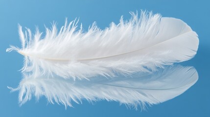 Poster - A delicate white feather resting on a reflective surface against a blue background.