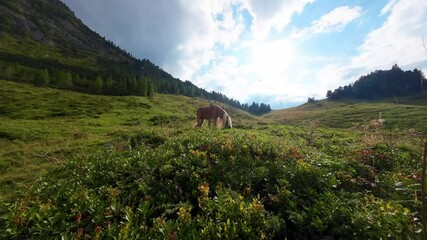 Wall Mural - Horses graze on mountain pasture beneath a blue sky.Bay horse with white manes in the mountains. 4k footage