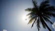 © SusDmi - Copy space of tropical palm tree with sun light on sky background, cinematic, with white tones