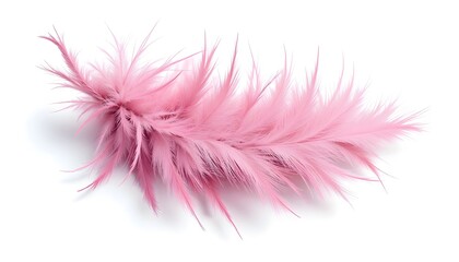 Wall Mural - pink feather isolated on white background 