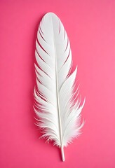 Wall Mural - White feather on pink background 