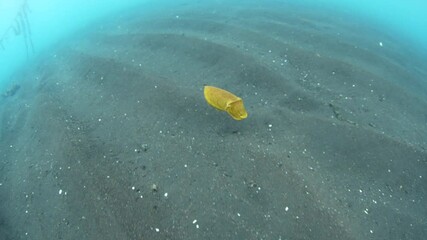 Wall Mural - A juvenile Broadclub cuttlefish, Sepia latimanus, jets over a black sand seafloor in Lembeh Strait, Indonesia.