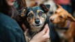 © Innovator587 - A Boxing Day pet adoption event with people interacting with adorable pets