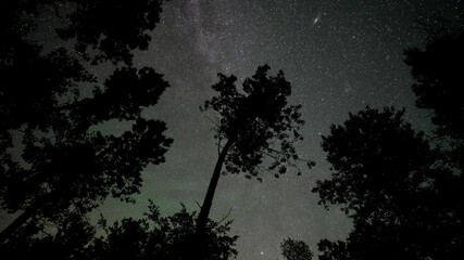 Wall Mural - time lapse looking up at a star filled sky as they move above silhouettes of trees, includes the gal