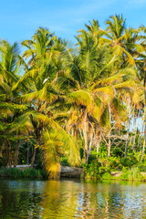 Poster - A lush green forest with palm trees and a bird flying over the water