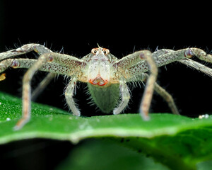 spider on a leaf