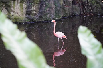 Poster - Multiple Pink Flamingo   gracefully stands in shallow water. Its long, slender neck arches elegantly, and its bright pink feathers shimmer in the sunlight. 