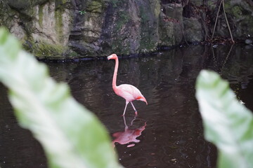 Wall Mural - Multiple Pink Flamingo   gracefully stands in shallow water. Its long, slender neck arches elegantly, and its bright pink feathers shimmer in the sunlight. 