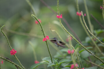 Wall Mural - hummingbird(trochilidae)flying gems ecuador costa rica panama