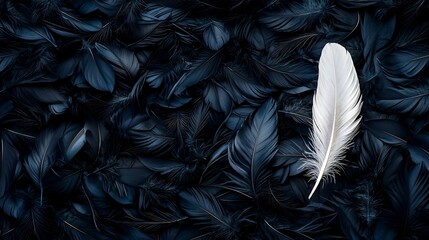 Poster - A single white feather floating peacefully in a space filled with black feathers creating a striking visual contrast that symbolizes purity serenity and the power of simplicity