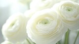 A bunch of delicate white ranunculus flowers, showcasing soft petals and gentle hues, arranged beautifully in a serene setting.
