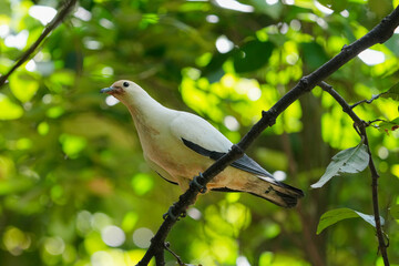 Wall Mural - Pied imperial pigeon one the tree