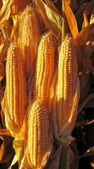 Aufkleber - Corn stalks illuminated by golden light in rows during late summer harvest