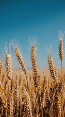 Aufkleber - Golden wheat fields stretching under a clear blue sky during the harvest season