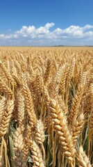 Aufkleber - Expansive fields of golden wheat under a bright blue sky in the countryside