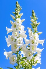 Canvas Print - White Flowers Against Blue Sky