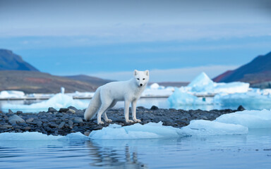 Wall Mural - single arctic fox in natural habitat