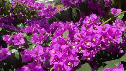 Wall Mural - Butterfly on bougainvillea pink flowers.