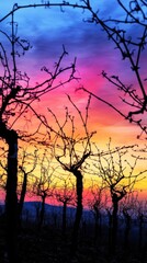Poster - Serene sunset over a vineyard with silhouetted grapevines in the tranquil evening sky