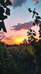Poster - Serene sunset over lush vineyard with vibrant colors in the evening sky