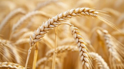 Poster - Wheat field swaying gently in the breeze during golden hour light