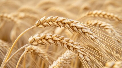 Poster - Wheat field swaying in the gentle breeze under a bright sky capturing rural tranquility and nature's beauty