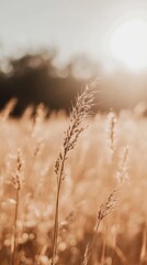 Aufkleber - Wheat field swaying gently in the warm sunlight under a clear blue sky