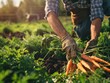 © Сергей Кошкаров - Man harvesting carrots from the field, demonstrating the labor-intensive process of gathering crops, natural daylight.