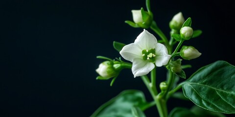 Poster - A macro shot of a small white and green bell pepper blossom resting on a dark green stem. The capsicum plant features multiple white buds, showcasing a flower with five petals and a green center.