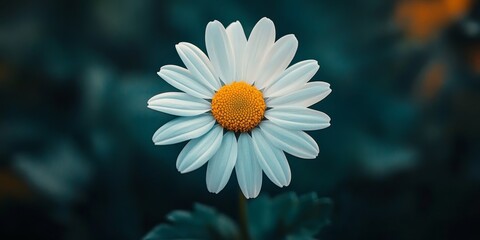 Poster - Stunning white daisy flower standing out in isolation, showcasing the beauty of the white daisy flower with its delicate petals and vibrant appeal, perfect for floral themed imagery.