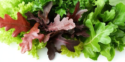 Aufkleber - Fresh green and red oak leaves from the farm, perfect for creating a delicious salad. These vibrant salad leaves add flavor and nutrition, making them an ideal choice for any salad.