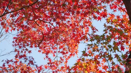 Wall Mural - Autumn scenery, leaves of trees dyed in red