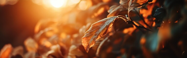 Poster - Golden autumn sunset filters through leaves, casting warm light on a serene landscape