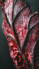 Poster - Macro shot of a vibrant red autumn leaf showcasing intricate details and textures against a dark backdrop