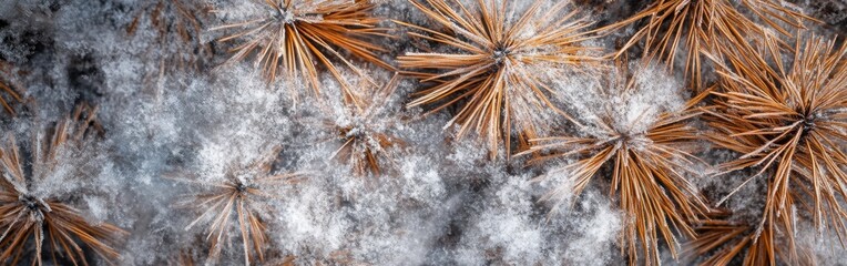 Poster - Snow-covered forest reveals intricate details of pine needles and frost during winter season in a serene landscape