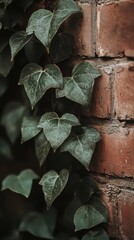 Poster - Detailed view of ivy leaves growing on an old brick wall in a serene outdoor setting