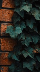 Poster - Ivy leaves gracefully cling to aged brick wall, showcasing nature's resilience and beauty in urban environments