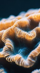 Aufkleber - Intricate coral texture showcases vibrant underwater life in a serene marine environment