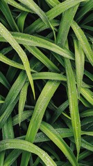 Aufkleber - Dew-kissed green grass sparkling in the morning light of a serene spring day