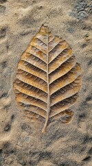 Poster - Leaf imprints etched in sand during late afternoon near a serene beach landscape