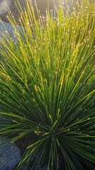 Poster - Dew-kissed grass glistens in the morning sun of spring, highlighting nature's beauty and freshness