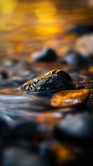 Poster - Close-up of smooth stones in a serene river under soft golden light