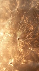 Poster - Close-up of a delicate dandelion puff illuminated by soft sunlight, showcasing intricate details of seeds and their structures