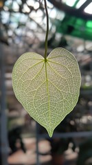 Aufkleber - Close-up view of a leaf displaying intricate vein patterns captured in a greenhouse setting