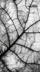 Aufkleber - Close-up view of a leaf revealing detailed texture and intricate vein patterns in natural light