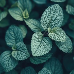 Poster - Exploring the intricate textures and vibrant shades of green leaves in a close-up view