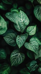 Poster - Close-up view of vibrant green leaves showcasing intricate patterns and textures found in a natural setting