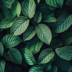 Poster - Close-up view of vibrant green leaves showcasing intricate textures and patterns in natural light