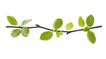 Wall Mural - Twig with spring green leaves isolated on white or transparent background